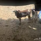 حسلان بلدي