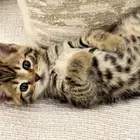 قطط بنغال جاهزين للاستلام للبيع