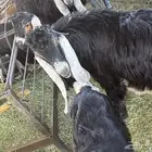 تيوس مخاصي وجفرات فل شحم