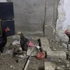 3دجاجات 2ديكه