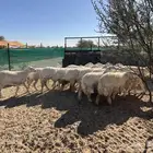 رخال حريه صنف