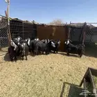 معزه عوارض دفع صنف واحد