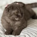 قطة أليفه سكوتش فولد