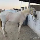 فرس شعبيه لقاح للبيع