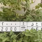 لوحه مميزه 2000