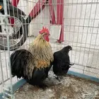 دجاج كوشن