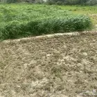 برسيم ورودس اخضر للبيع