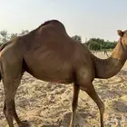 ابل للبيع حمر