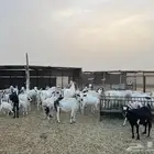 معزا مراح واحد للبيع
