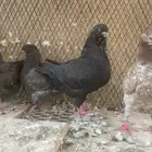 جوز كنق مع انتاجه