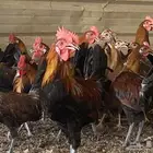 دجاج بشاير عربي ترثه دم صافي
