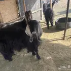 اللي بياسس مراح