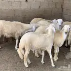 خرفان حريات للبيع