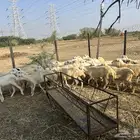 رخال بلدي فاخر