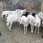 بهم للبيع العدد15