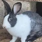 أرانب منوعة للبيع