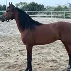 خيل عربي حفيد الشقب فحل ومسج ل
