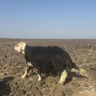 مراح نجد صنف