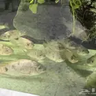 سمك سيكلد افريقي