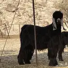 تيس عارضي صنف