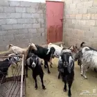 معزا للبيع