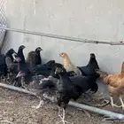 دجاج