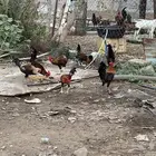 مجموعة ديوك بلدي فريات وشوكي