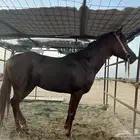 حصان شعبي شيخ الموقع املج الحد اربعه