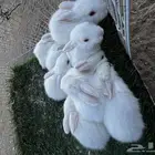 للبيع ارانب فرنسيه وايطالي