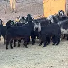 معزاء مراح دفيع