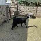 عنز والد ( تم البيع )