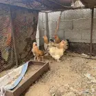 دجاج