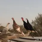 دجاج رومي