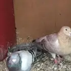 زوجين سوري بربري