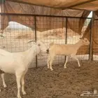 معزاء بيشيه مضاريع