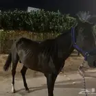 حصان انقليزي معسوف