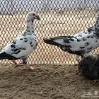زوج هومر تايقر