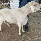 فحل حري مشروط