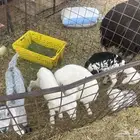 معزا 28   غنم 15 بفحلها