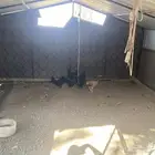 شبكين للدجاج للبيع