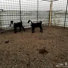 2 جفرات عرارض خصم خصم