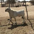 تيس فحل بيشي السن جامع