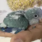 فرخ كويكر غر ( تم البيع )