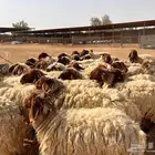 غنم نعيمي