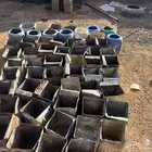 طيور