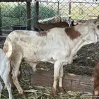 فحل سواكني جرم فاخر