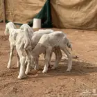 للبيع دواغير