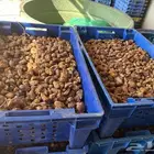 تمر ناشف علف