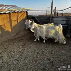 2 معزاء بيض طيبات للبيع