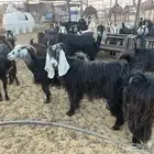 مراح معزاء طيبات وضريع